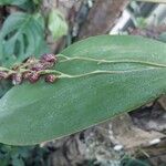 Pleurothallis restrepioides Diğer