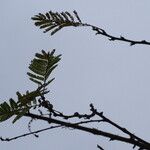 Dichrostachys cinerea Leaf