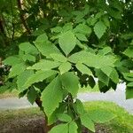 Acer griseum Blatt