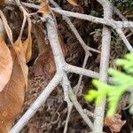 Cotoneaster frigidus Bark