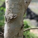 Scolopia heterophylla Bark