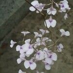 Ionopsis utricularioides Flor