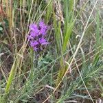 Liatris punctata Kvet