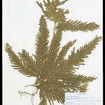 Selaginella parkeri Лист