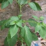 Solanum americanum Blad