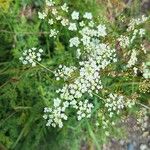 Laserpitium halleri Flower
