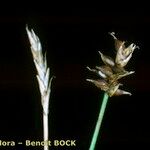 Carex dioica Други