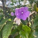 Brunfelsia pauciflora Blüte