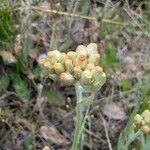 Pseudognaphalium luteoalbum 花