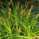 Carex muskingumensis ഇല