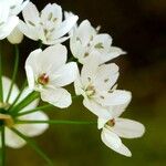 Allium neapolitanum Flor
