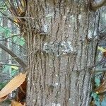 Castanea sativa Ekosanga