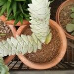 Crassula deceptor Leaf