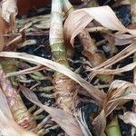 Reineckea carnea Corteza