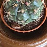 Gymnocalycium anisitsii Hoja