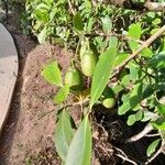 Clusia minor Fruto