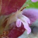 Ajuga pyramidalis 花