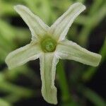 Cestrum fragile Flower