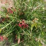 Grevillea rosmarinifolia ফুল