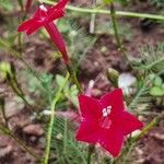 Ipomoea quamoclitFloro