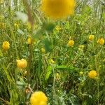 Trifolium campestre Arall