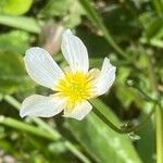 Ranunculus kuepferi Flower