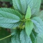 Boehmeria cylindrica Листок
