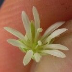 Drymaria villosa Квітка