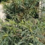 Sophora microphylla Hábito