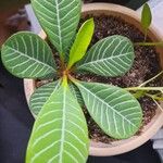 Euphorbia leuconeura बार्क (छाल)