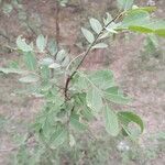 Phyllanthus reticulatus Leaf