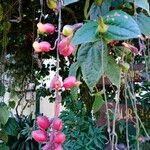 Thunbergia mysorensis Blatt