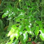 Mahonia aquifolium Ostatní