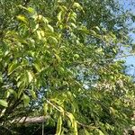 Prunus cerasus Fulla