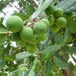 Noronhia emarginata Fruit