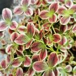 Oxalis purpurea पत्ता