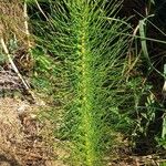 Equisetum telmateia Yaprak