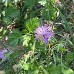 Centaurea napifoliaFleur