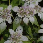 Pycnanthemum pycnanthemoides Flor