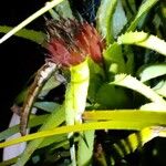 Aechmea recurvata Flor