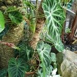 Philodendron verrucosum Характер
