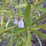 Pigea enneasperma Flower
