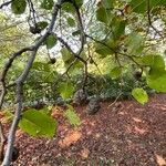 Alnus cordata Fruit