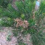 Melaleuca armillaris ফুল