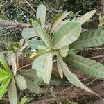 Himatanthus articulatus Flower