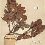 Clusia octandra Yaprak