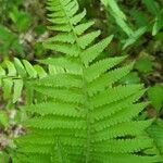 Deparia acrostichoides Leaf