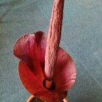 Amorphophallus konjac Flower