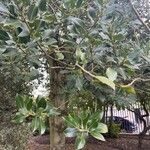 Ilex aquifoliumपत्ता