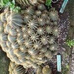 Parodia magnifica Ліст